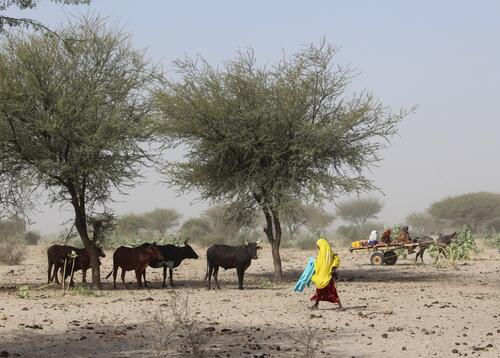 Much of the local economy depends on the rearing of livestock such as cows, goats and camels. Because of a lack of rain and a very bad harvest this year, it has become difficult for famers to feed their animals. Some have taken their cattle south to find pastures, or to sell their animals.