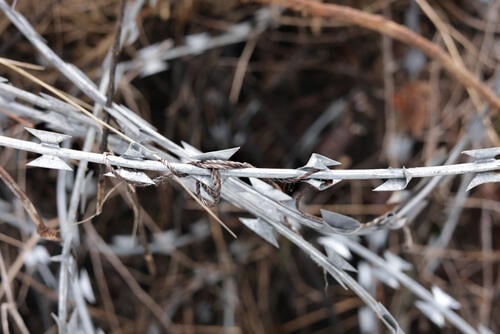 Broken fragments of blade wire tangled with string.