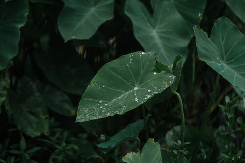 The taro leaf is used as a symbol of Rohingya existence, with the proverb Hoñsu Fathar Faaní, or water off a taro leaf. 

Water doesn't absorb into the hydrophobic taro leaf, instead floating on top, and easily falling off, without leaving a trace. Rohingya, without recognised documentation of their homes and lives in Myanmar, feel like floating people, unable to leave a trace or mark in the world. 


Photographed during Rohingya Taro Leaf symbol workshops and camp walks