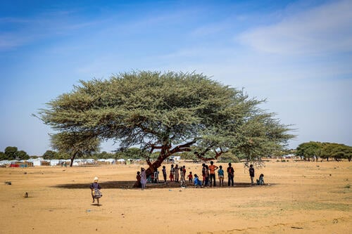 Children playing under a tree in Iridimi camp near Iriba in eastern Chad.